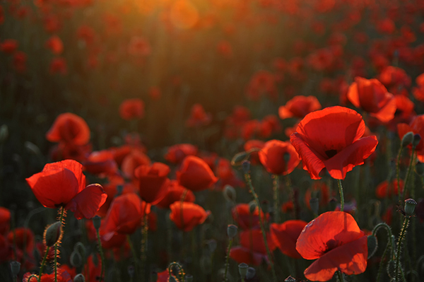 Brisbane-ANZAC-ceremonies-2021