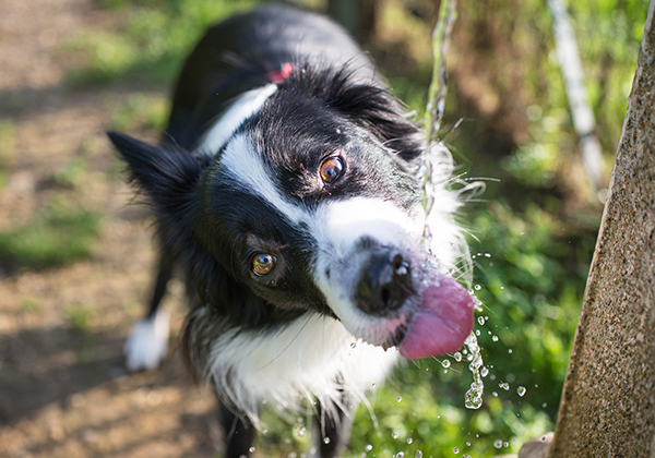 Dog-drinking