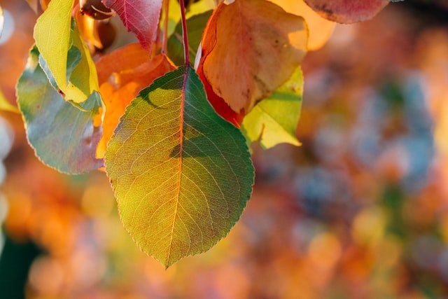 autumn-branch