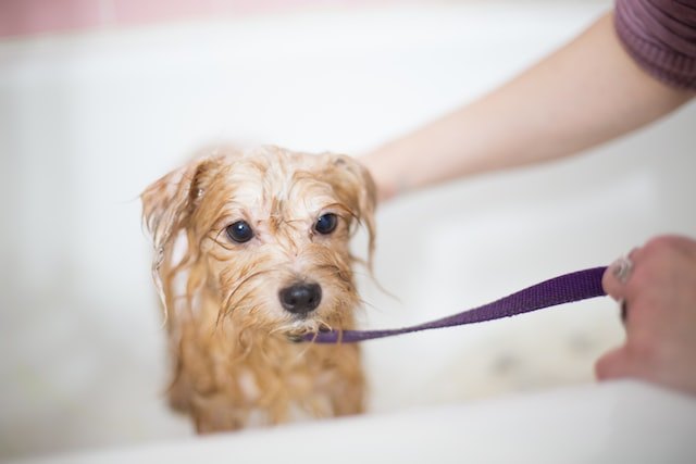 dog-bath