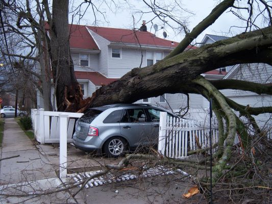 fallen-tree