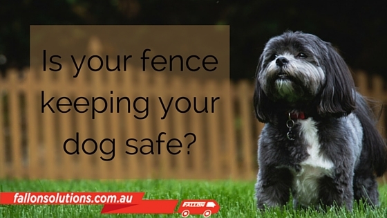fence-dog-safe