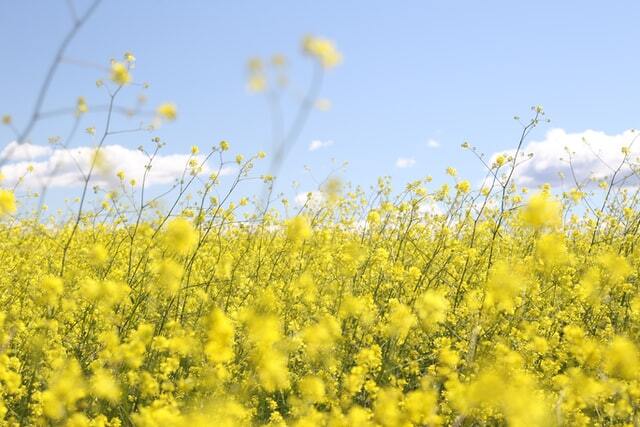 flower-field