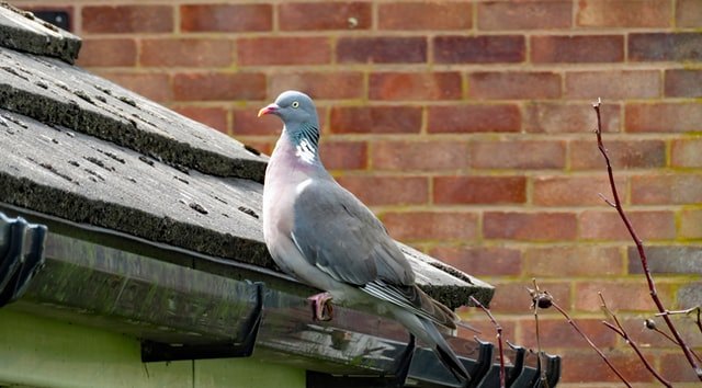 pigeon-gutter