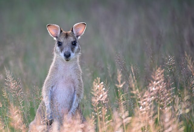 wallaby