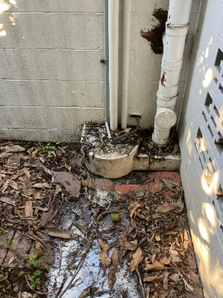 An image of a blocked overflow relief gully at a property in Ashgrove.