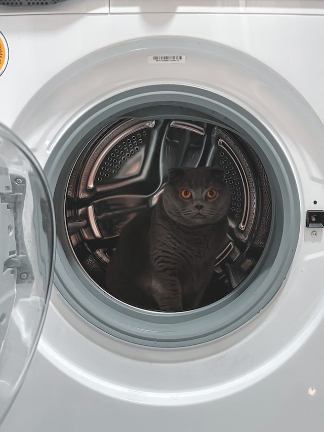 Cat sitting in open washing machine