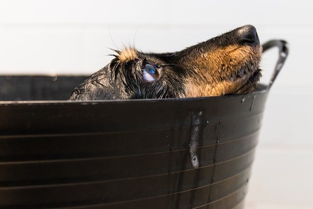 Dog wash in bucket
