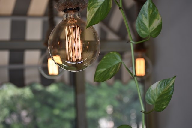 LED filament light bulb with plant